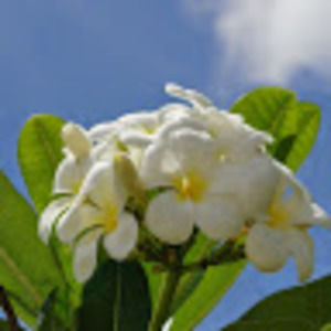 Meet your Posher, Leslie